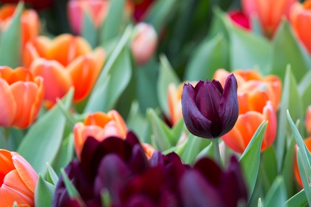 Beautiful color bouquet of tulips  in springの写真素材