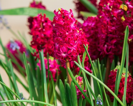 Beautiful Hyacinths flower and leaf in groundの写真素材