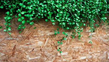 vertical green plant pattern on wood  backgroundの写真素材