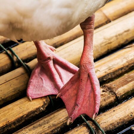 Foot Pomeranian Goose animal on raft in natureの写真素材