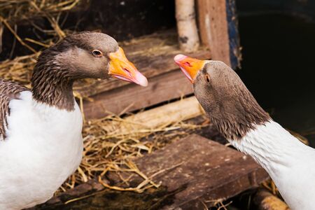 Pomeranian Goose animal on raft in natureの写真素材