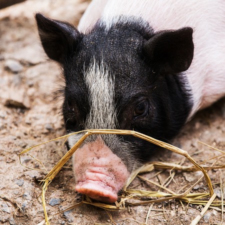Pig sleep at pig breeding farm in natureの写真素材