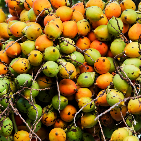 fresh betel palm bunch red fruits of decorative plant, red betel palm on the palm tree under natural sunlight and environment.の写真素材