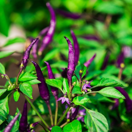 Violet hot chili peppers on the tree in garden.の写真素材