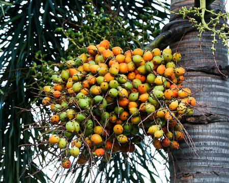 fresh betel palm bunch red fruits of decorative plant, red betel palm on the palm tree under natural sunlight and environment.の写真素材