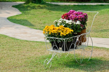 flower on white pot in the garden .の写真素材