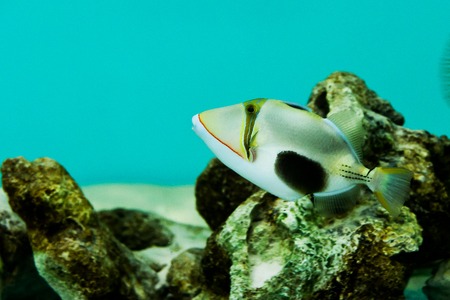 underwater image of tropical fish swimming near stoneの写真素材