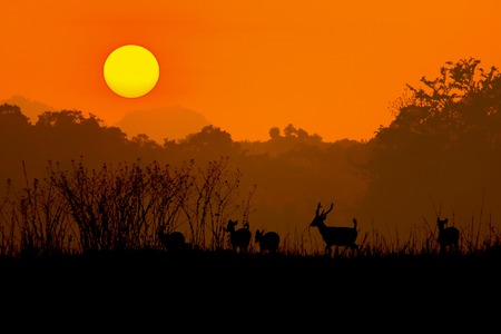 Silhouette of a red deer stag in the mistの写真素材
