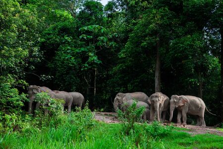 Thai elephants animals  in forest nature at Khao Yaiの写真素材
