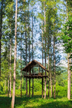 High seat in the forest in Thailandの写真素材