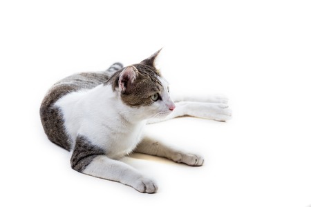Beautiful cat on white background.の写真素材