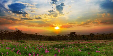 Sunrise at Siam tulip fields Sai Thong National Park.の写真素材