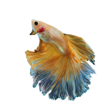 Siamese Yellow fighting fish isolated on White background