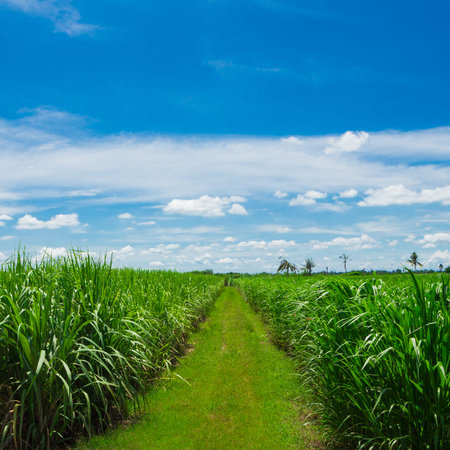 Sugarcane field in blue sky and white cloud in Thailandの写真素材
