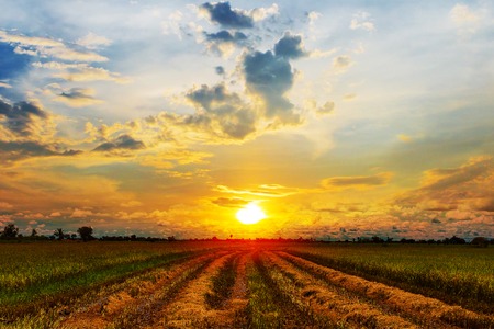 Green rice field with sunset sky in Thailandの写真素材