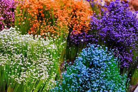 close up colorful small grass flower background, Small wild white flowers and purple flowers in the...