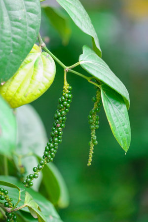 Fresh green pepper.(Piper nigrum Linn)  on tree in nature