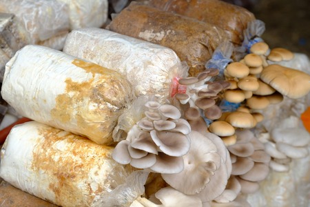 mushroom in the planting farm, growing in the plastic bottleの写真素材