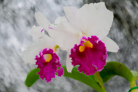 Beautiful Cattleya orchid on tree in natureの写真素材