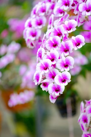 Orchid beautiful in garden at Thailandの写真素材