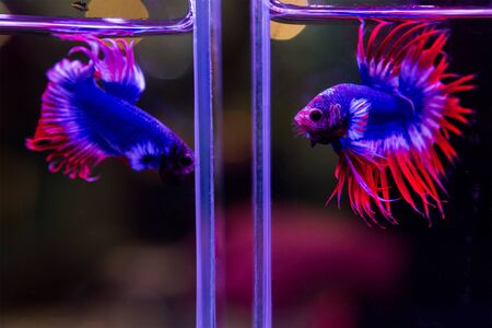 Siamese red and blue fighting fish isolated on black background.の写真素材