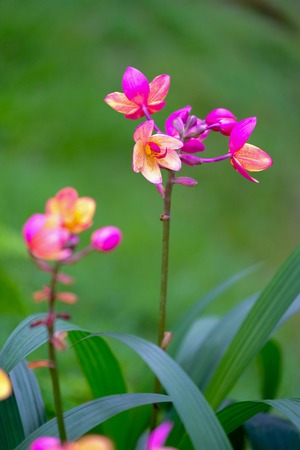 Orchid beautiful in garden at Thailandの写真素材