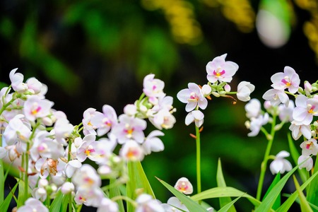 Orchid beautiful in garden at Thailandの写真素材