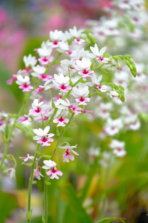 Orchid beautiful in garden at Thailandの写真素材