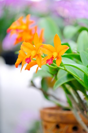 Orchid beautiful in garden at Thailandの写真素材