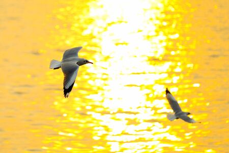 Tranquil scene with seagull flying at sunsetの写真素材