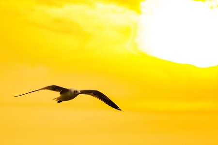 Tranquil scene with seagull flying at sunsetの写真素材