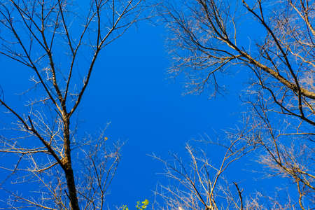 Branches of trees without leaves on blue background. Dry season tree without leaves.の写真素材