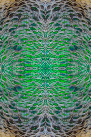 Indian peacock feathers showing patterns, texture, and vibrant yellow, blue, and green hues.