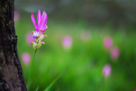 Natural Siam Tulips in the mist at the forest of Thailand