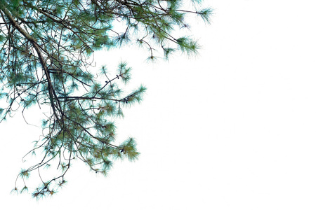 Green pine branch with dew drops on a white backgroundの写真素材