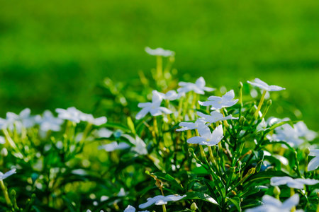 white Gerdenia Crape Jasmine, white flowers under natural sunlight.の写真素材