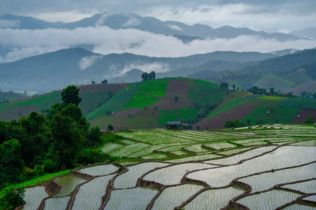 Ban Papongpieng Rice Terraces, Chiang Mai, North of Thailandの写真素材
