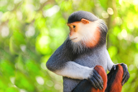 Red-shanked Douc (Pygathrix nemaeus)の写真素材