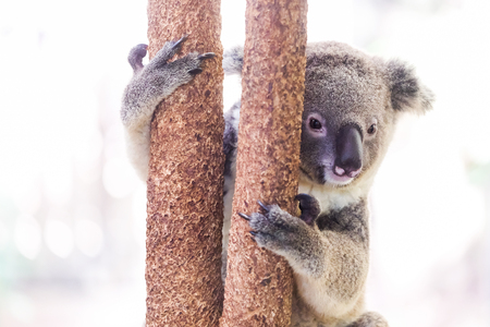 A wild Koala climbing a treeの写真素材
