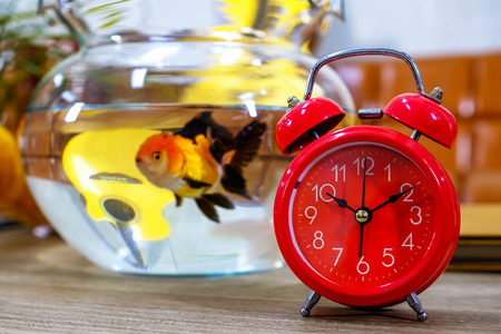 Red alarm clock with goldfish in a dozen glasses on a wooden table.の写真素材
