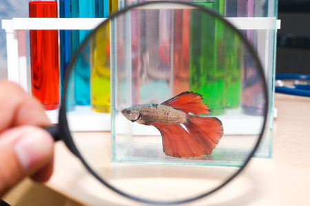 Use a magnifying glass to see the bite fish in a glass cabinet placed on a wooden table.In the science room we labの写真素材