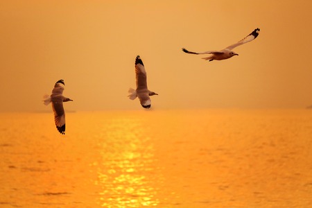 Sea gull fly over the sunset travel in thailandの写真素材