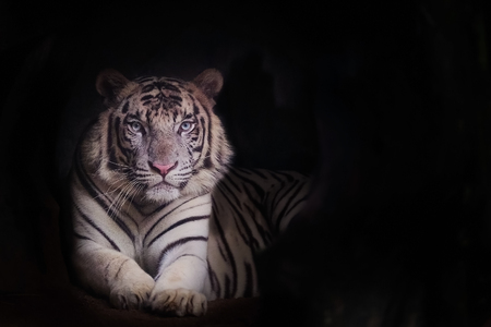 The white tiger is a pigmentation variant of the Bengal tiger and copy space for text.の写真素材
