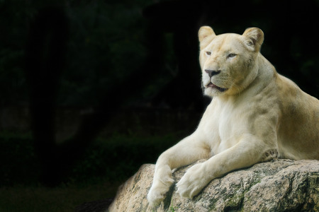 Close up lion with black background.の写真素材