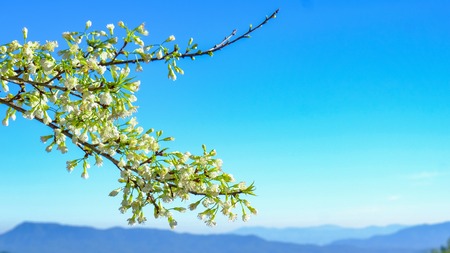 Cherry blossom and blue sky backgroundの写真素材