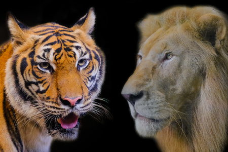 Tiger With Lion On Black Background And Copy Space Royalty Free Images Photos And Pictures