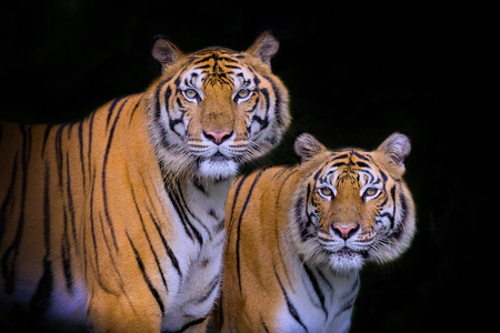 Tiger portrait of a bengal tigerの写真素材