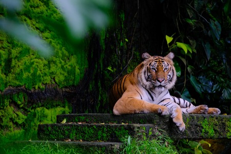Siberian tiger (Panthera tigris altaica), also known as the Amur tigerの写真素材