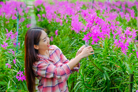 Women cutting pink orchids in the garden for saleの写真素材