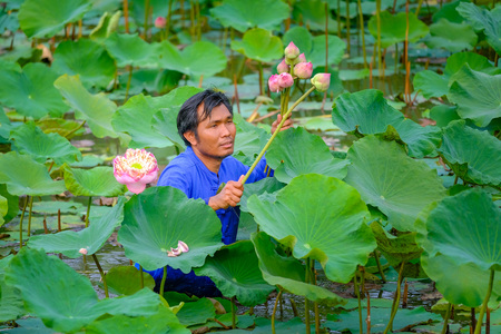 Asian farmers in rural Thailand collect lotus flowers in the fields to sell and offer monks.の写真素材